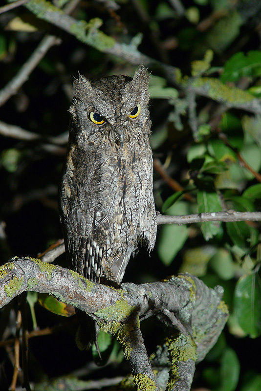 Assiolo in Digiscoping